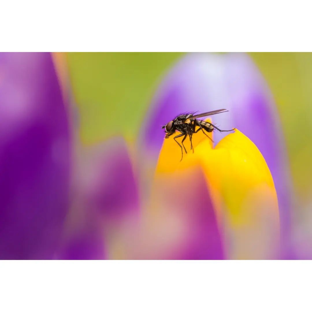#macro #macrophotography #macro_brilliance #macro_freaks #macro_highlight #macro_photo #ig_bestmacros #top_macro #nabu #terrax #love #beautiful #photooftheday #love_macro #macro_vision #happiness #spring #macroworld #brilliance #macrophotographylove #insect #insect_macro #insect_perfection #insectsofinstagram #fliege #fly