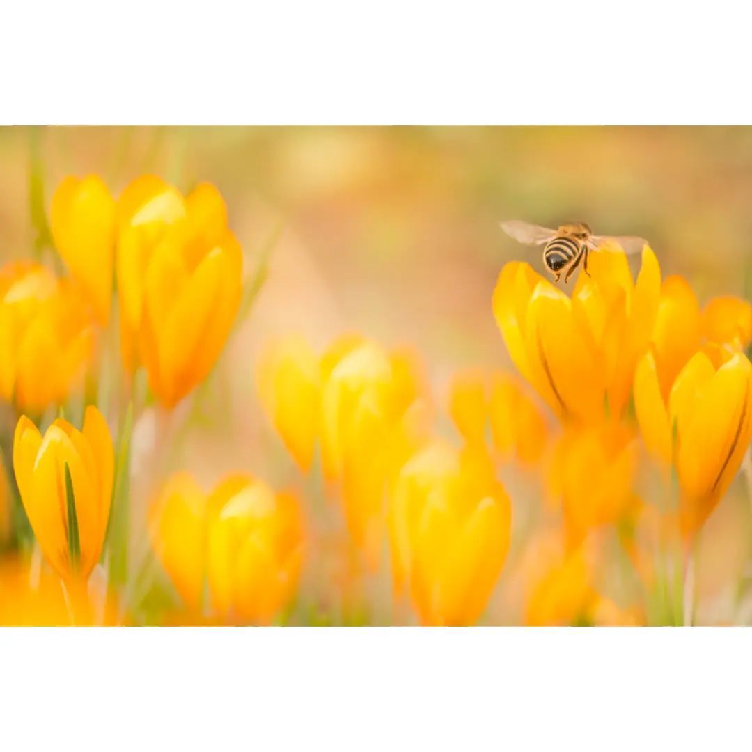 *Yesterday in our Garden*🐝

#macro #macrophotography #macro_brilliance #macro_freaks #macro_highlight #macro_photo #ig_bestmacros #top_macro #nabu #terrax #love #beautiful #photooftheday #love_macro #macro_vision #happiness #spring #macroworld #brilliance #macrophotographylove #insect #insect_macro #insect_perfection #insectsofinstagram #bee #beelover