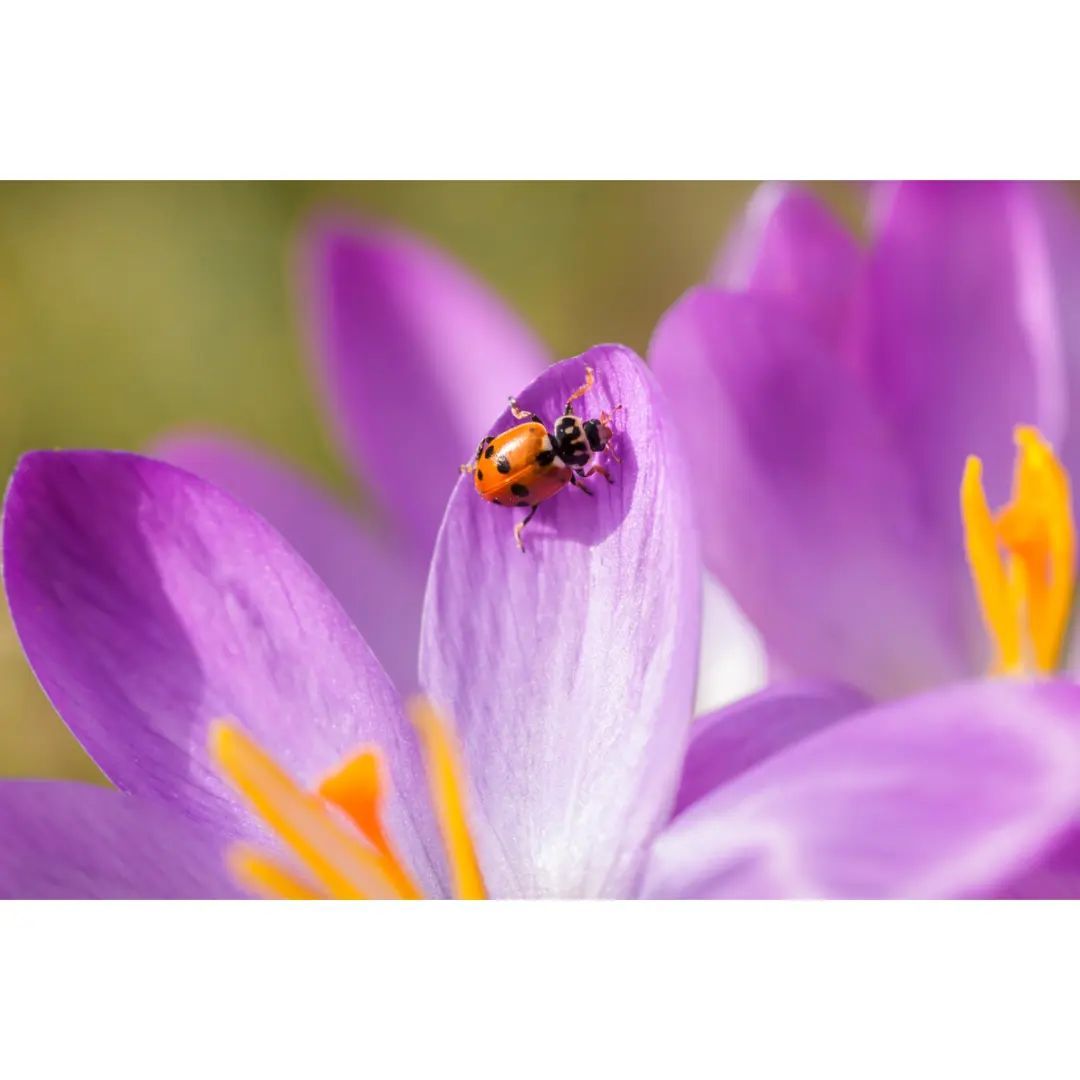 #macro #macrophotography #macro_brilliance #macro_freaks #macro_highlight #macro_photo #ig_bestmacros #top_macro #nabu #terrax #love #beautiful #photooftheday #love_macro #macro_vision #krokus #crokus #happiness #ladybug #marienkäfer #spring