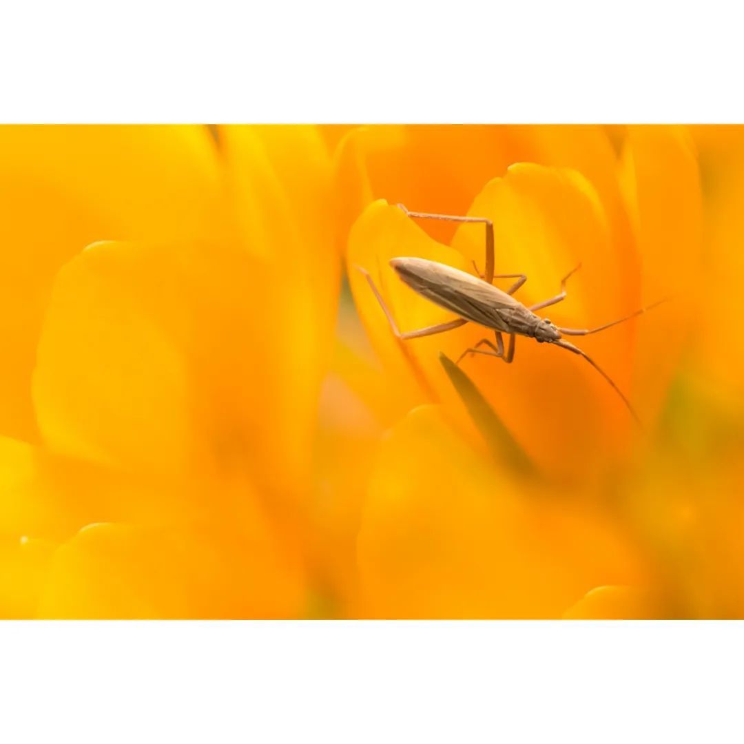 #macro #macrophotography #macro_brilliance #macro_freaks #macro_highlight #macro_photo #ig_bestmacros #top_macro #nabu #terrax #love #beautiful #photooftheday #love_macro #macro_vision #happiness #spring #macroworld #brilliance #macrophotographylove #insect #insect_macro #insect_perfection #insectsofinstagram