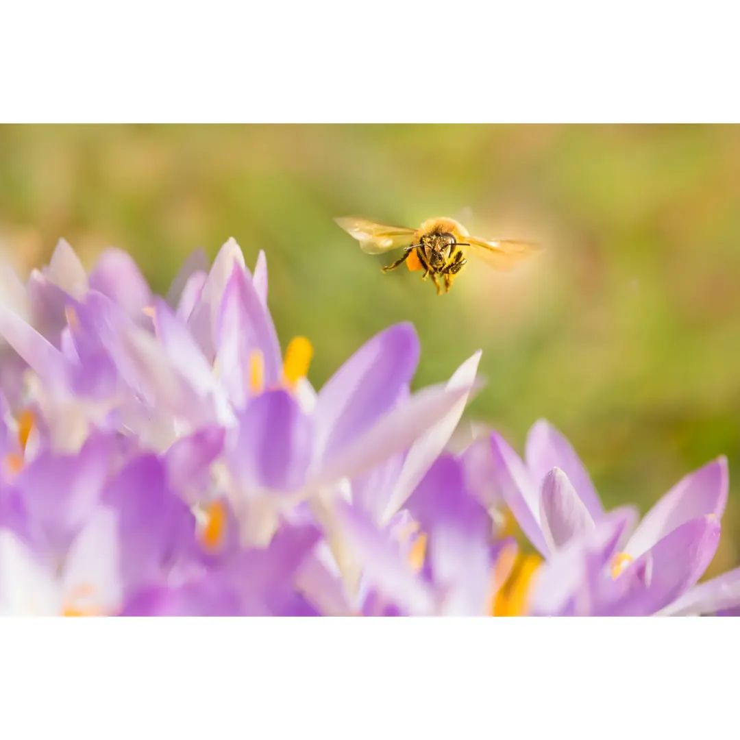 #macro #macrophotography #macro_brilliance #macro_freaks #macro_highlight #macro_photo #ig_bestmacros #top_macro #nabu #terrax #love #beautiful #photooftheday #love_macro #macro_vision #happiness #spring #macroworld #brilliance #macrophotographylove #insect #insect_macro #insect_perfection #insectsofinstagram #bee #beelover