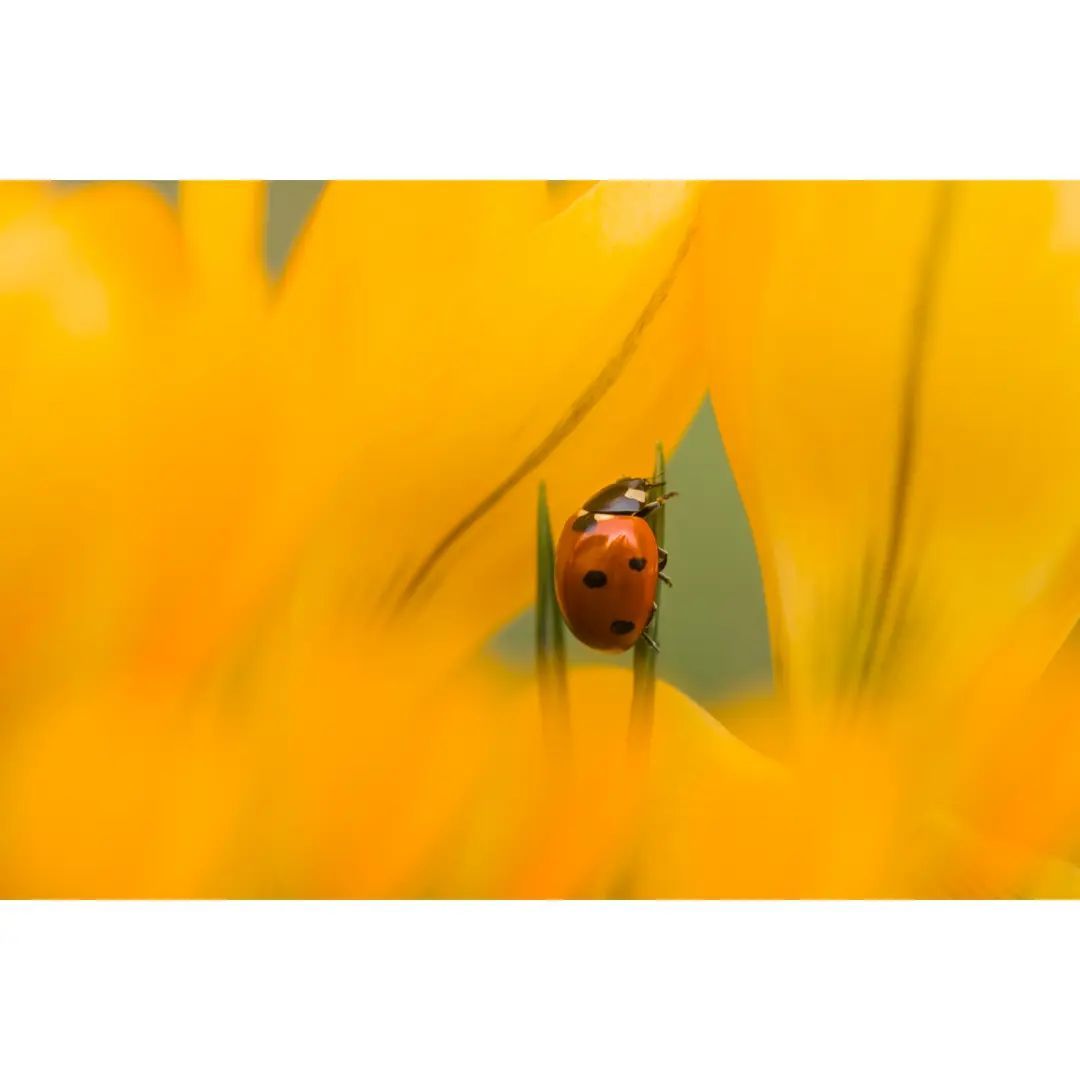 #macro #macrophotography #macro_brilliance #macro_freaks #macro_highlight #macro_photo #ig_bestmacros #top_macro #nabu #terrax #love #beautiful #photooftheday #love_macro #macro_vision #happiness #spring #macroworld #brilliance #macrophotographylove #insect #insect_macro #insect_perfection #insectsofinstagram #marienkäfer #ladybug