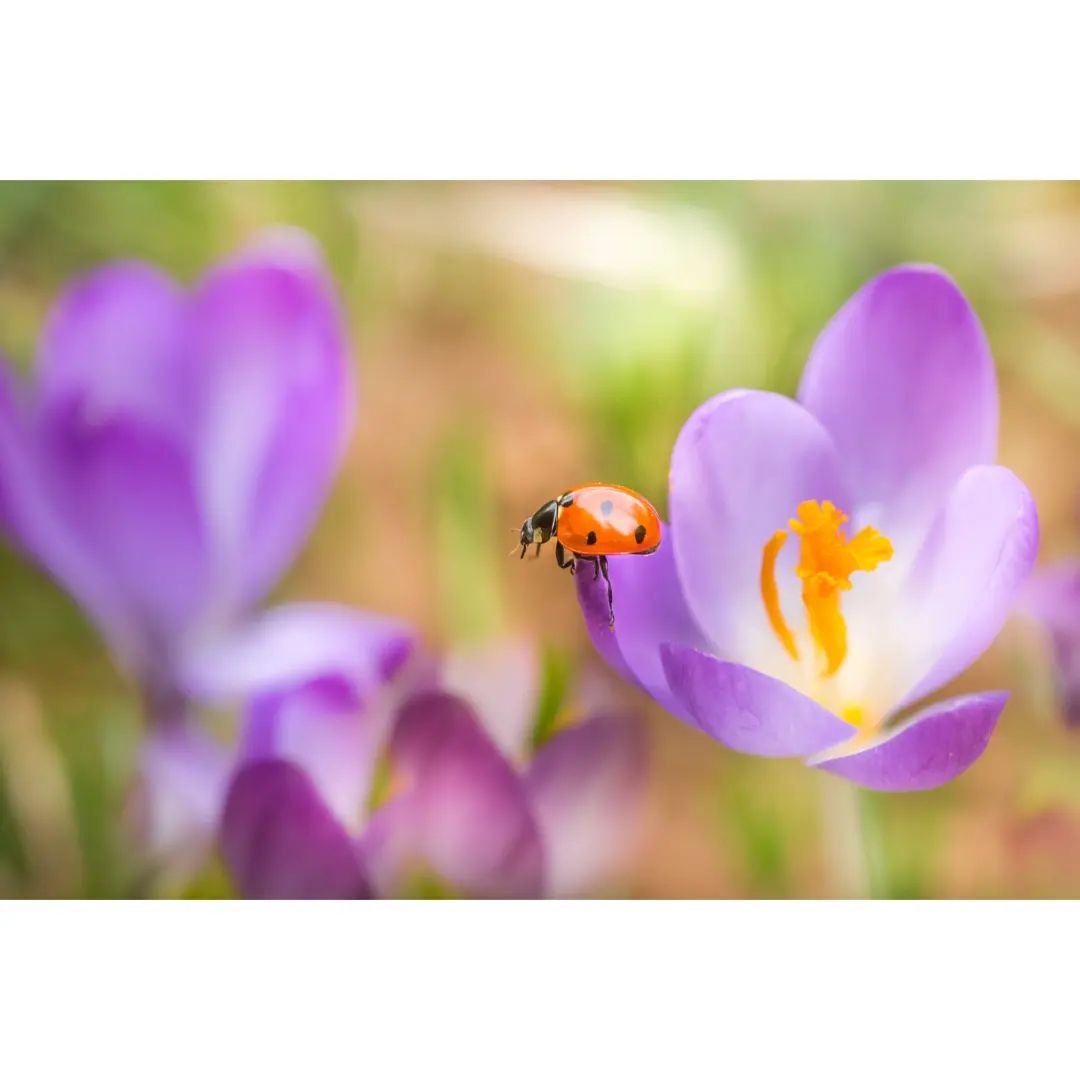 #macro_brilliance #macro_freaks #macro_highlight #macro_photo #ig_bestmacros #top_macro #nabu #terrax #love #beautiful #photooftheday #love_macro #macro_vision #happiness #spring #macroworld #brilliance #macrophotographylove #insect #insect_macro #insect_perfection #insectsofinstagram #marienkäfer #ladybug
