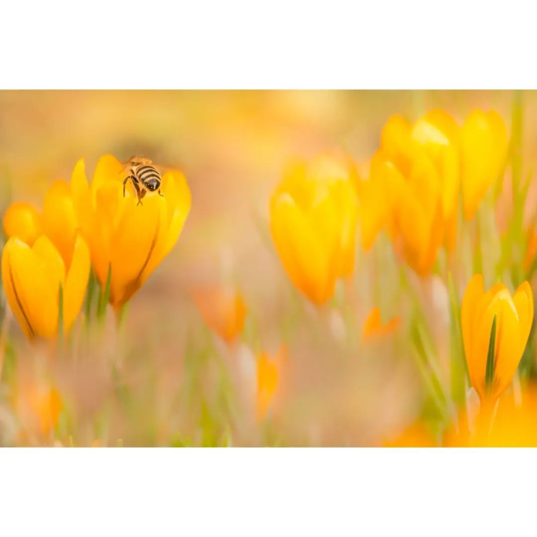 *Yesterday in our Garden*🐝

#macro #macrophotography #macro_brilliance #macro_freaks #macro_highlight #macro_photo #ig_bestmacros #top_macro #nabu #terrax #love #beautiful #photooftheday #love_macro #macro_vision #happiness #spring #macroworld #brilliance #macrophotographylove #insect #insect_macro #insect_perfection #insectsofinstagram #bee #beelover
