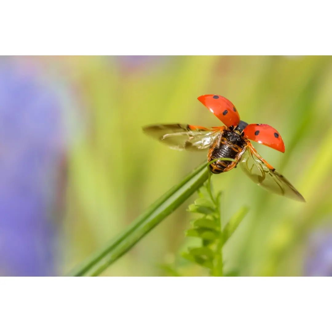 #macro #macrophotography #macro_brilliance #macro_freaks #macro_highlight #macro_photo #ig_bestmacros #top_macro #nabu #terrax #love #beautiful #photooftheday #love_macro #macro_vision #happiness #spring #macroworld #brilliance #macrophotographylove #blossom #insect #insect_macro #insect_perfection #insectsofinstagram #ladybug #marienkäfer